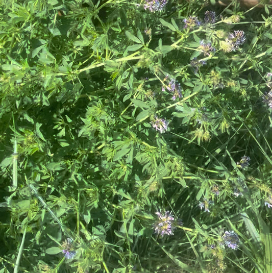 Alfalfa, dried bulk herb
