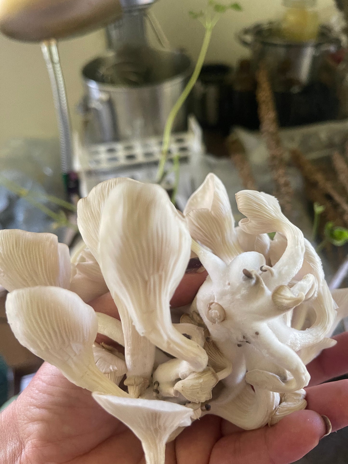 Oyster, bulk dried mushroom